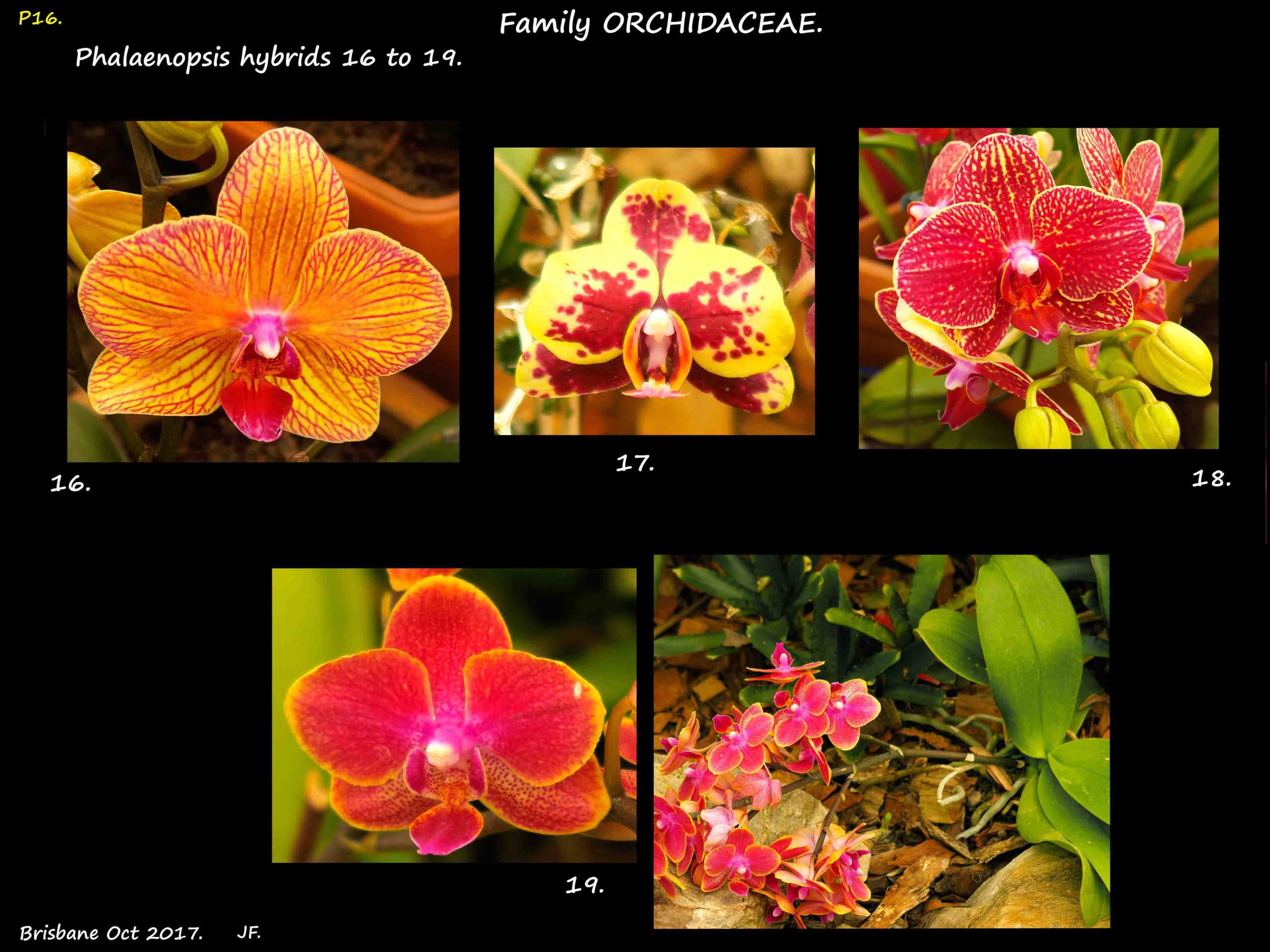 7 Phalaenopsis hybrids 16 to 19